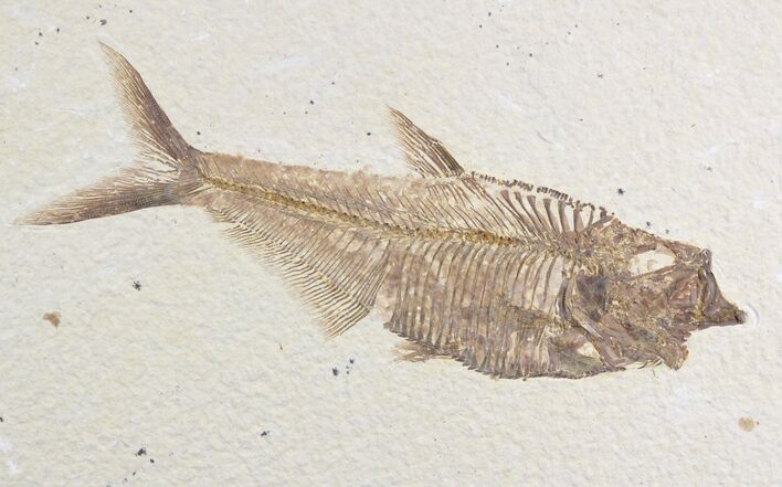 Excellent Diplomystus Fossil Fish - Wyoming #25149